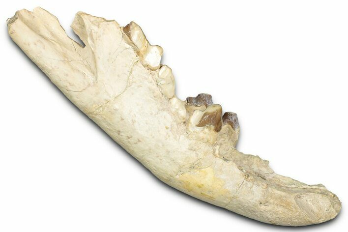 Fossil Hyaenodon Mandible - South Dakota #342304
